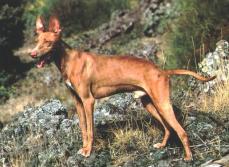 Sizilianische Bracke - Cirneco dell�Etna